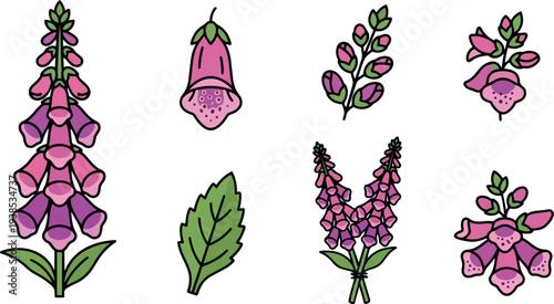 Whimsical line art vector of pink foxglove sprigs close up and bundled stems with green leaf, front view, bright flat lighting
