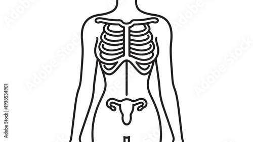 Minimalist Vector Illustration of Female Torso Anatomy Showing Rib Cage and Reproductive System for Medical Education