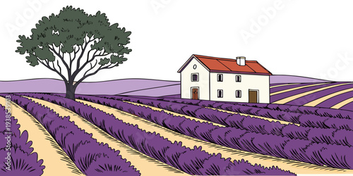 A picturesque view of a farmhouse surrounded by a vast field of blooming lavender Vector