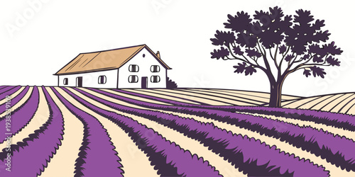 A picturesque view of a lavender field with a farmhouse and trees in the background. Vector