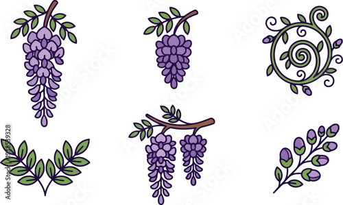 Flat design close up purple wisteria cluster hanging from branch with green leaves and decorative swirl in outline style vector