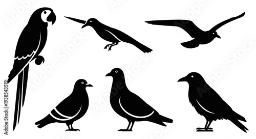 Various bird silhouettes collection: parrot, pigeon, crow, and seagull vector icons