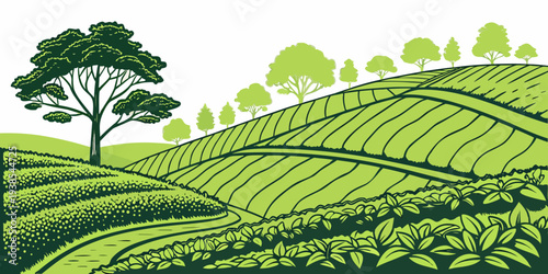 A green tea plantation with a tree on a hill Vector