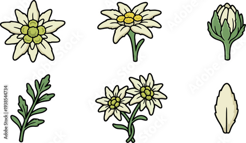 Flat design hand drawn edelweiss flower sticker set showing cream petals green leaves multiple angles close up botanical icons outlined vector collection