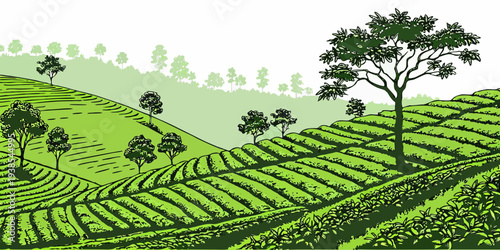 A green tea plantation with a tree on a hill Vector