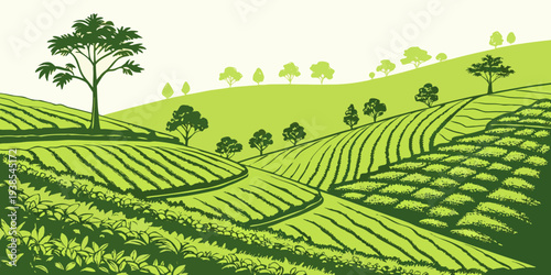 A green tea plantation on a hillside with trees Vector