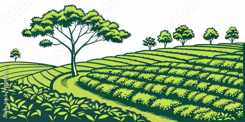 A green tea plantation with a large tree Vector