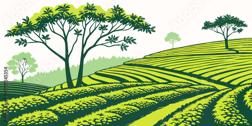 A green tea plantation with trees on a hillside Vector