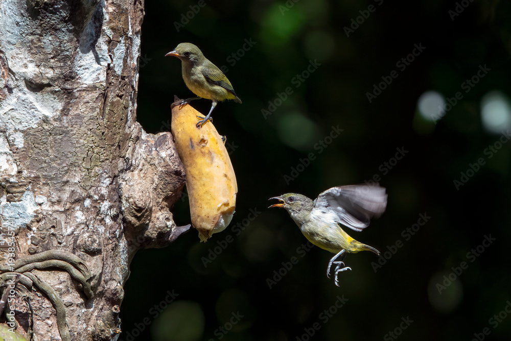 Fototapeta premium a group of orange bellied flowerpeckers were perched on a branch
