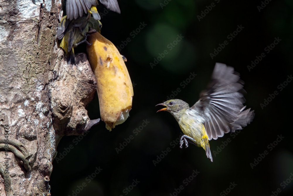 Fototapeta premium a group of orange bellied flowerpeckers were perched on a branch