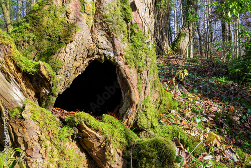Φωτογραφία Hollow cavity in base of old tree trunk with moss in woodland