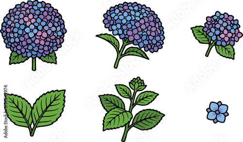Flat design hydrangea botanical sticker set showing multiple blossom angles and leaf studies in purple and blue tones, close up vector