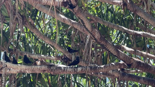 Lady Musgrave Island, Capricornia Cays National Park, Queensland, Australia. Black noddies – Anous minutus – rest quietly on tree branches along the beach, part of a large seabird colony nesting on th