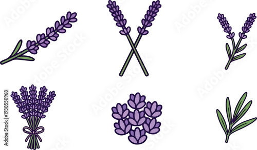 Flat design lavender sprigs and bundled bouquet set close up botanical vector icons with purple blooms green leaves simple outline isolated