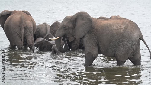African Bush Elephants swimming and playing in the water of Chobe River in Chobe National Park, Botswana