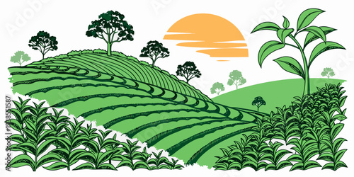 A green tea plantation at sunrise Vector