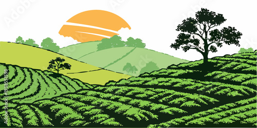 A green tea plantation at sunrise Vector