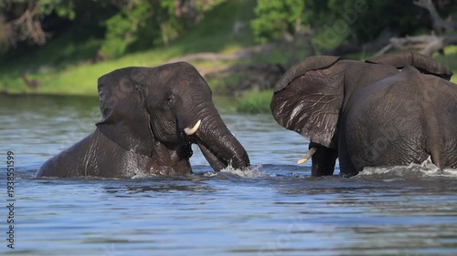 African Bush Elephants swimming and playing in the water of Chobe River in Chobe National Park, Botswana