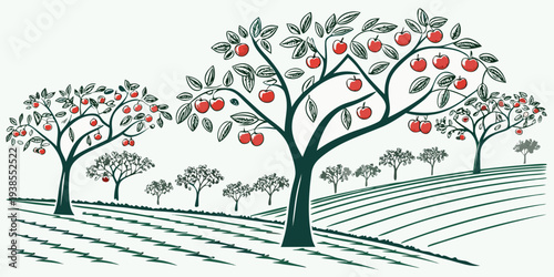 An illustration of an apple orchard with trees and rows Vector