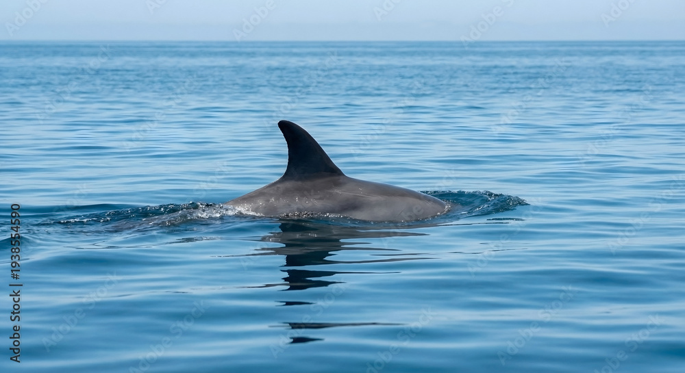 Obraz premium Dolphin Surfacing in Open Ocean