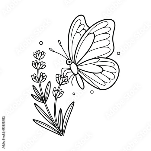 Delicate line drawing of a butterfly feeding on a lavender sprig with small circles isolated on transparent background