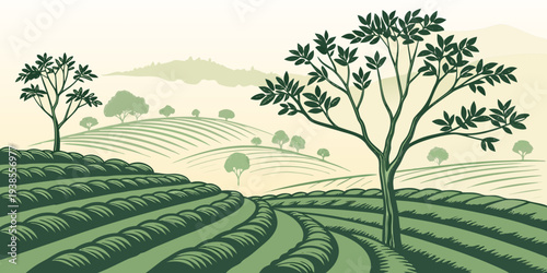 Tea plantation with trees on a sunny day Vector