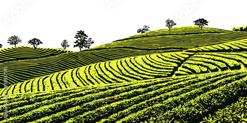 A green tea plantation on a hillside with trees in the background Vector
