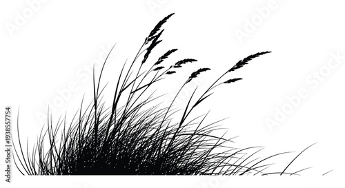 A striking black and white image captures the elegant forms of tall grasses swaying in the breeze silhouette high quality professional