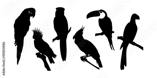Colorful exotic bird silhouettes like parrots and toucans, isolated on transparent background