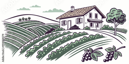 A house in a vineyard with a tree and a field Vector