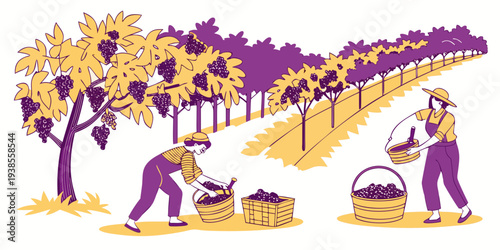 Farmers harvesting grapes in a vineyard Vector