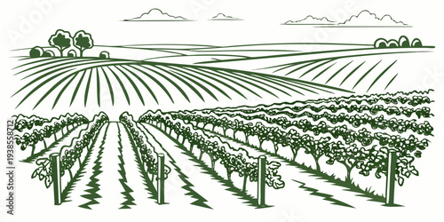 A green illustration of a vineyard with rows of grapevines Vector