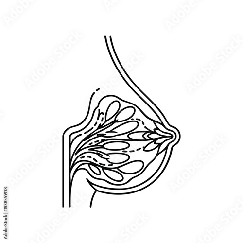 Detailed anatomical illustration of human breast anatomy from a side viewpoint showing internal structures