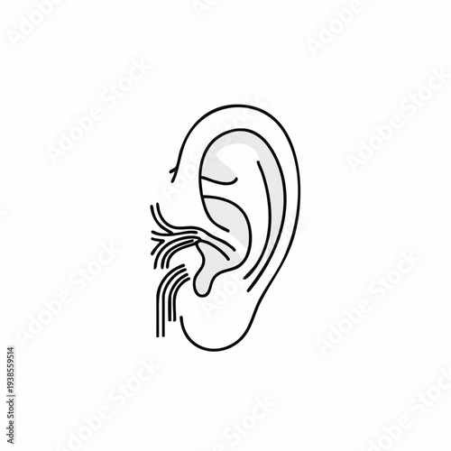Detailed human ear anatomy illustration viewed from the side showcasing the outer structure and inner details