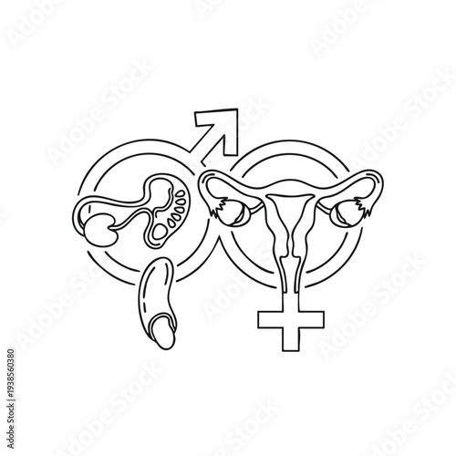 Detailed anatomical illustration of the female reproductive system showing the uterus, ovaries, and fallopian tubes in relation to human anatomy