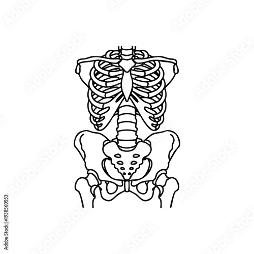 Detailed anatomical illustration of the human pelvis and ribcage anatomy viewed from the front