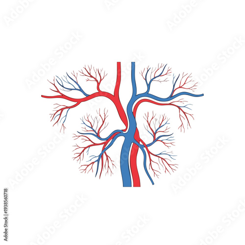 Detailed Illustration of Human Kidney Anatomy Showing Renal Veins and Arteries from a Frontal Viewpoint