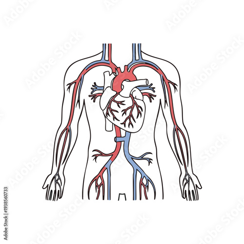 Detailed illustration of human anatomy focusing on the circulatory system from a frontal viewpoint