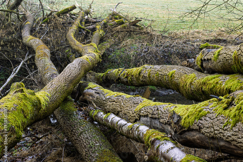 Vom Sturm entwuzelte Baumstämme