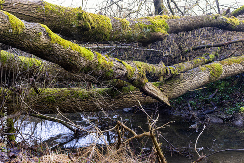 Vom Sturm entwuzelte Baumstämme