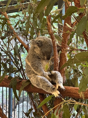 Canvas Print koala in tree