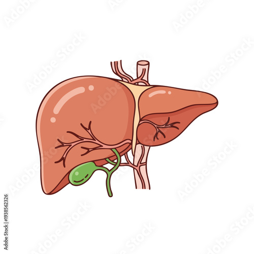 Detailed illustration of human liver anatomy showcasing liver, gallbladder, bile duct, and hepatic vessels from a lateral viewpoint