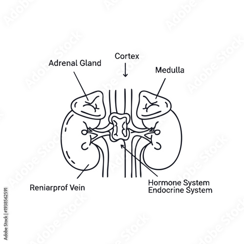 Detailed anatomical diagram of the human kidney anatomy and adrenal gland structure from a frontal viewpoint