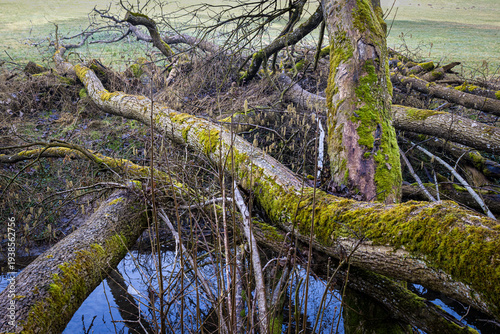 Vom Sturm entwuzelte Baumstämme