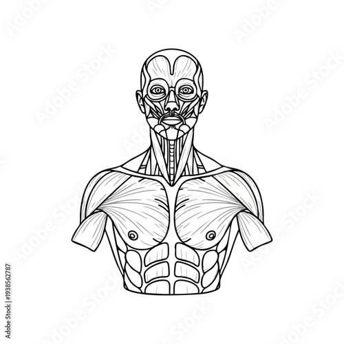 Detailed anatomical illustration of human anatomy focusing on muscular structure and facial anatomy