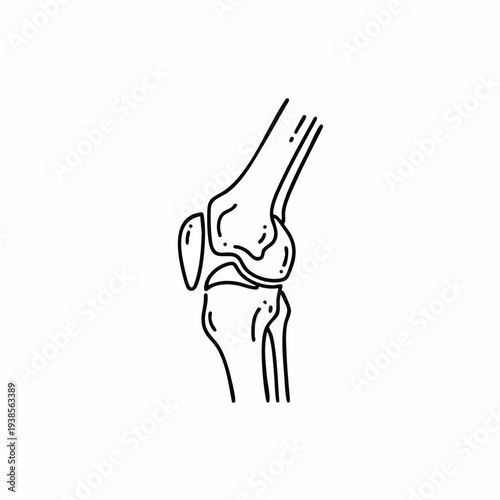Detailed illustration of human knee anatomy from a lateral viewpoint showcasing bones and joints in a medical diagram