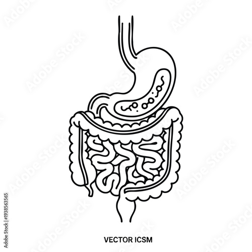 Detailed illustration of human digestive system anatomy showing stomach and intestines from a frontal viewpoint