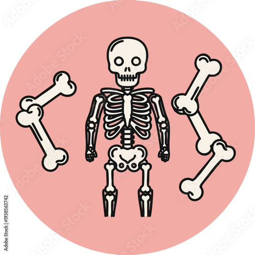Detailed illustration of human skeleton anatomy with bones in a circular frame from a front viewpoint