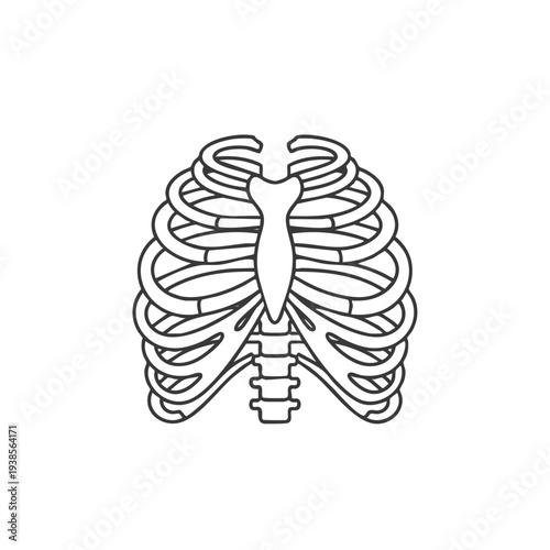 Human rib cage anatomy illustration showing skeletal structure from a front viewpoint