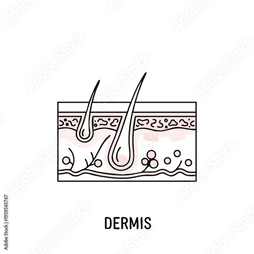 Detailed anatomical illustration of human skin anatomy showing dermis layer and hair follicles in a cross-section view